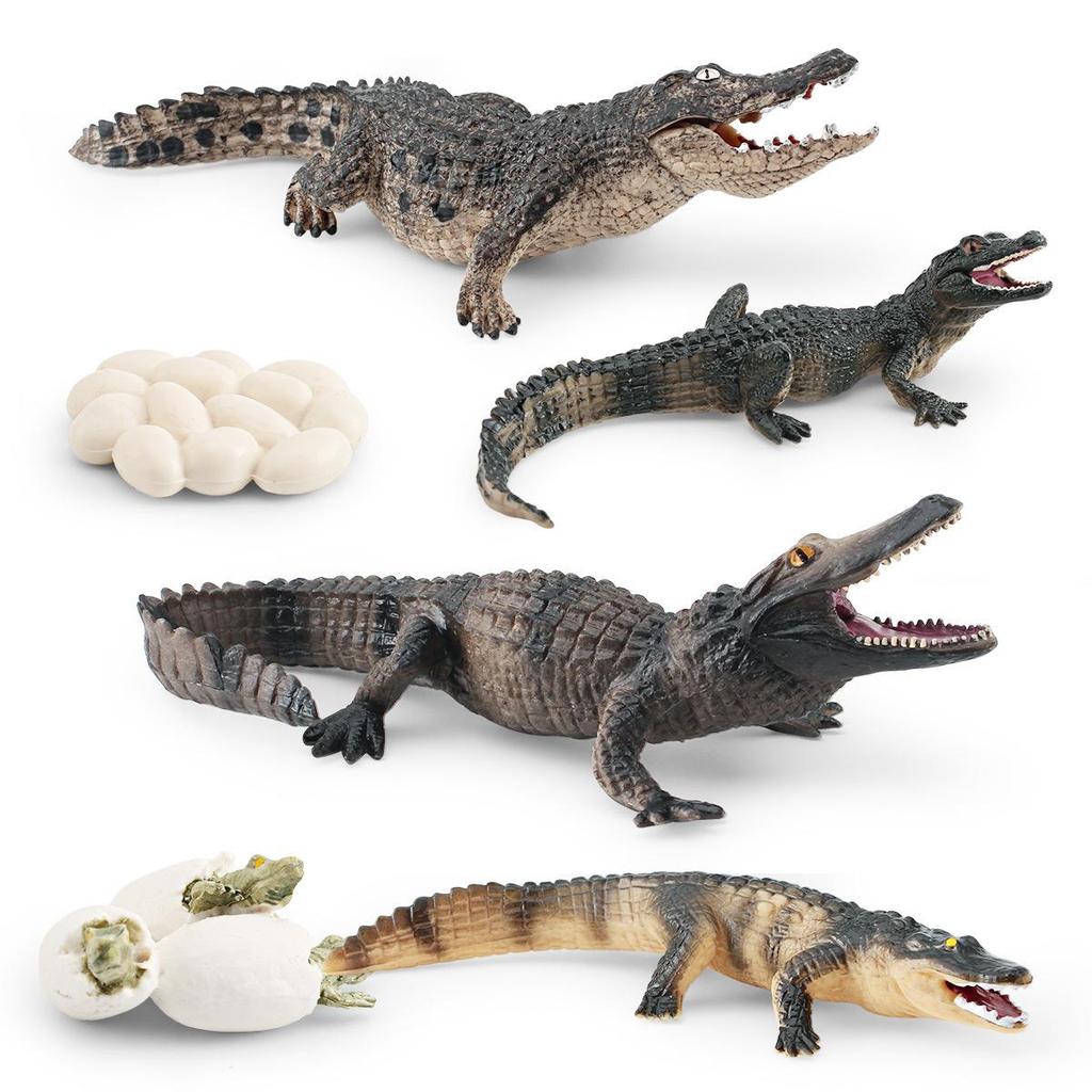 Yangtze Alligator Growth Cycle Model for Children's Learning