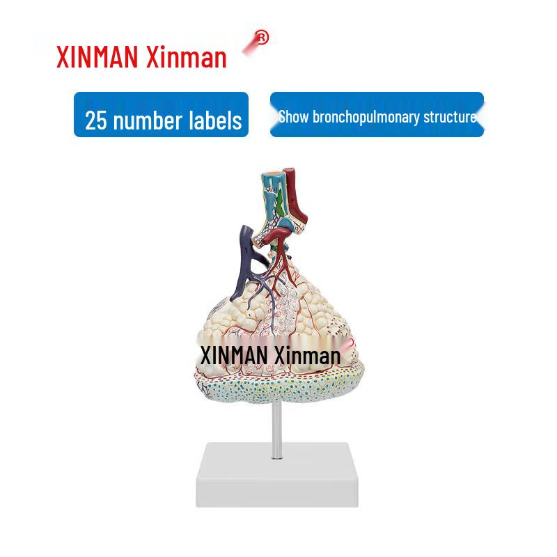 Lung Lobule Enlargement Model