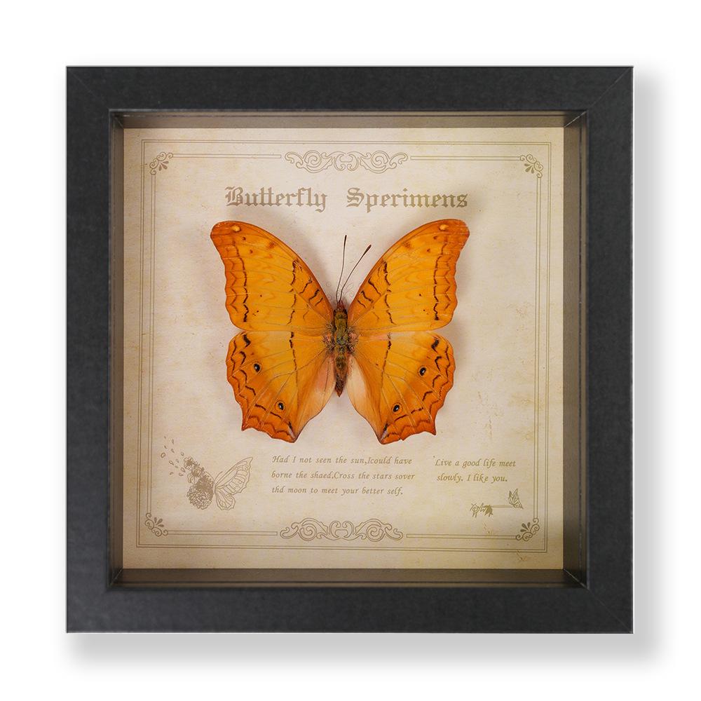 Green Banded Swallowtail Butterfly Specimen Decorative Painting - Real Insect for Display