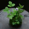 Moss Design Flowerpot Succulent Plant Container Home Garden Cafe Decoration