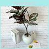 Ochrosia Maculata Jacq Tree Fake Green Plant For Wedding Decor And Photography Studio