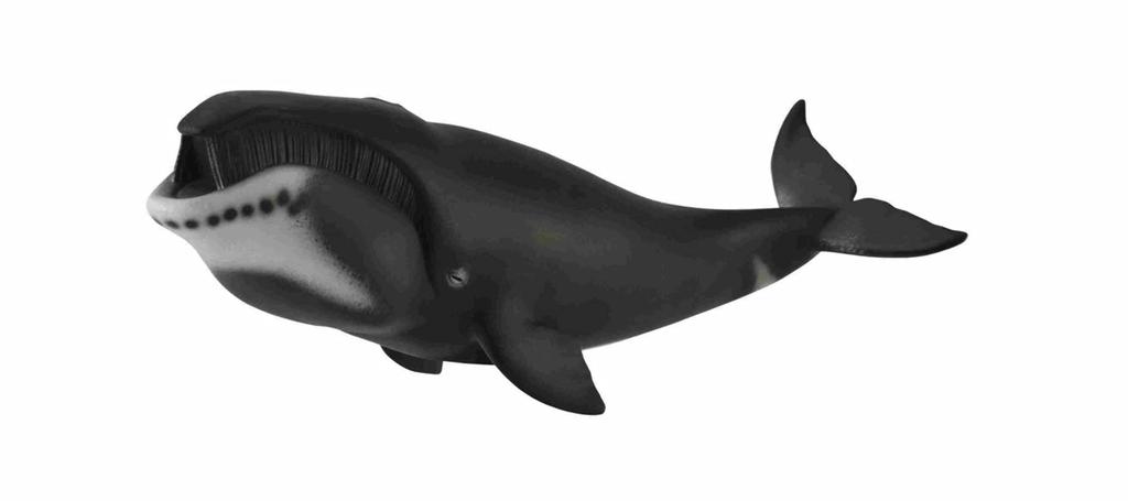 Bowhead Whale 88652