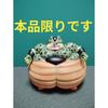 Used Super Rare Dragon Ball Z Cell Suicide Soft Vinyl Figure Explosion Ver Overseas Limited