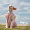 Summer Sphynx Cat Clothes Lace Floral Dress for Kittens Spring Sweet Vest for Female Cat Vintage Cardigan T-shirt for Devon Rex
