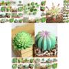 Compact Realistic-looking Fake Succulent For Indoor And Outdoor Decoration