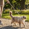Bite-Resistant Beaded Dog Leash Anti-Escape Waterproof Pet Training Leash Artificial Pearl Solid Color Dog Lead Leash