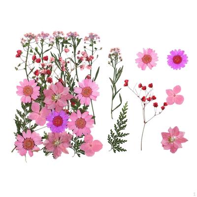 Kit Fiori Secchi Pressati Foglie Artigianato Abbellimenti Pressatura a Secco Set Floreale Vero