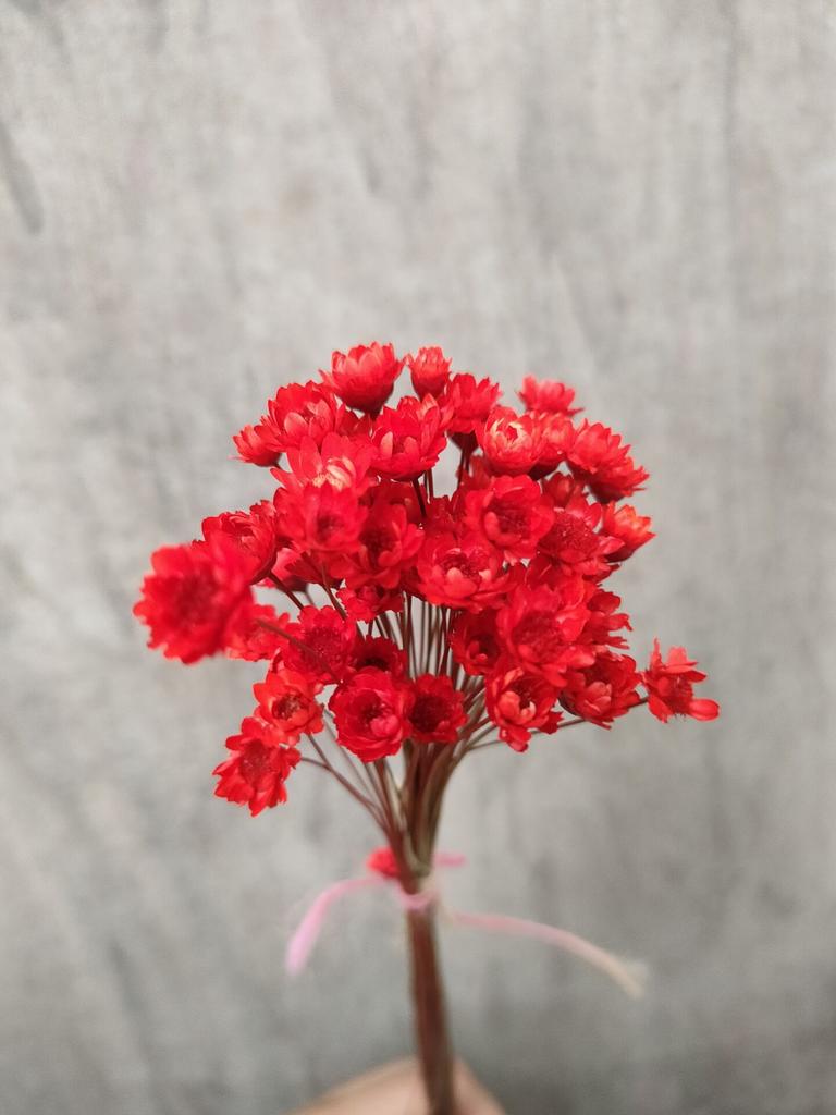 Dry Flower Wedding Party Essential Decorations For Home Home Décor Accents DIY-friendly Pressed Flowers For Party Floral