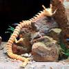30CM 90cm 3D Printed Conjoined Dragon Ornaments Joints Can Move Creative Dragon Plants Rockery Fish Tank Landscaping Decoration