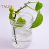 Plant Support Buddy Cuttings Plant Propagation Station Indoor Garden Human Shape Plant Stand Plant Lover Gifts for Sprouts Stems