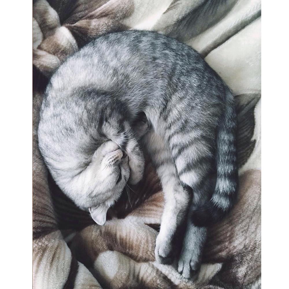 DIY Diamond Painting 5D Animal Full Round Diamond Mosaic Cat Embroidery Home Decoration Sale