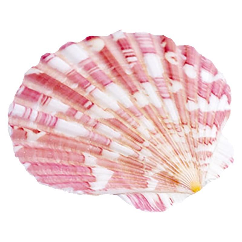 Handmade Decorative Seashells & Starfish for Fish Tanks: Landscaping, Painting, Specimens, Whelks, Hermit Crabs