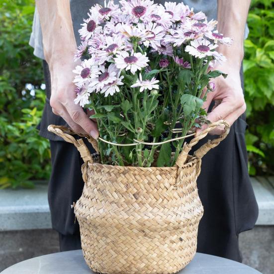 Monstera Plant Stabilizer Metal Plant Stem Holder Indoor Plant Support Stem Stabilizer for Garden Flowers Potted Plants Thriving Growth