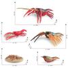Simulation Of Marine Animal Crayfish Growth Cycle Model Crayfish Growth Process Ornament Toy