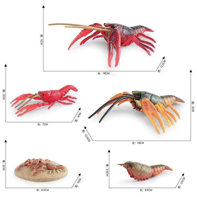 Simulation Of Marine Animal Crayfish Growth Cycle Model Crayfish Growth Process Ornament Toy