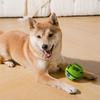 Pet Supplies Durable Dog Ball Fun Sounds Bite-resistant Squeaky Dog Wear-resistant Interactive Puppy Wrestling Grinding Teeth