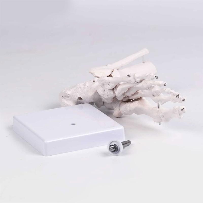 PVC Human Foot Skeleton Model For Anatomy Teaching Learning With Accurate Bone Structure Representation In Classrooms