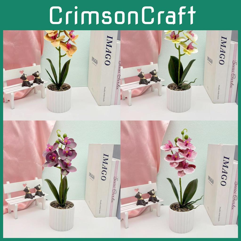 Potted Phalaenopsis Flower Plant For Wedding Home And Decoration Commercial