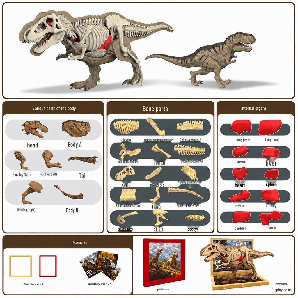 DIY 3D Dinosaur Skeleton Model: Tyrannosaurus & Triceratops