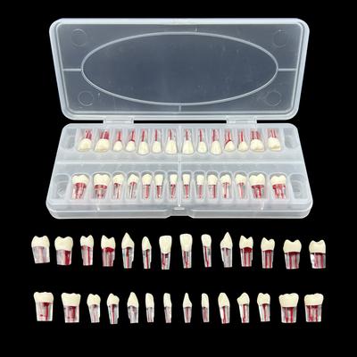 Dental Teeth Root Canal Models Endodontics Rct Block Pulp Cavity Practice Model Study Endo Student Training Study Resin Replace