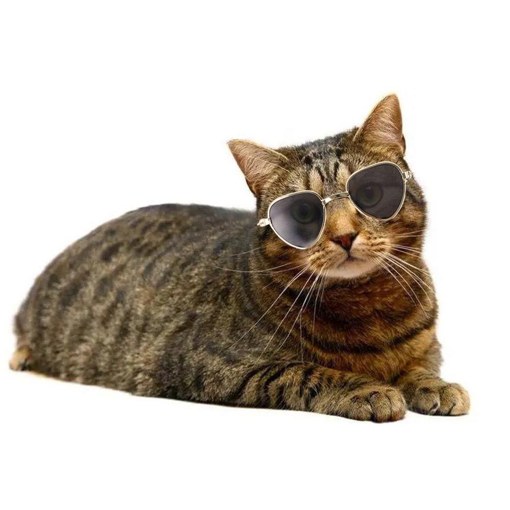 Süßes Liebes Haustier für Katzenspielzeug Reflektionsprodukte Katze Hund Haustier Brillen Fotos Requisiten
