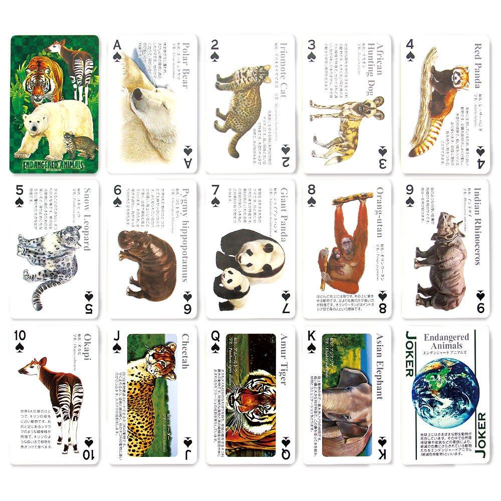 Carolata Real Animal Learning Playing Cards Animals Animal Toys Educational Toys Playing Cards Games Picture Book Gifts Presents (Animals/Quiz