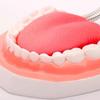 Giant 6X Dental Teaching Model