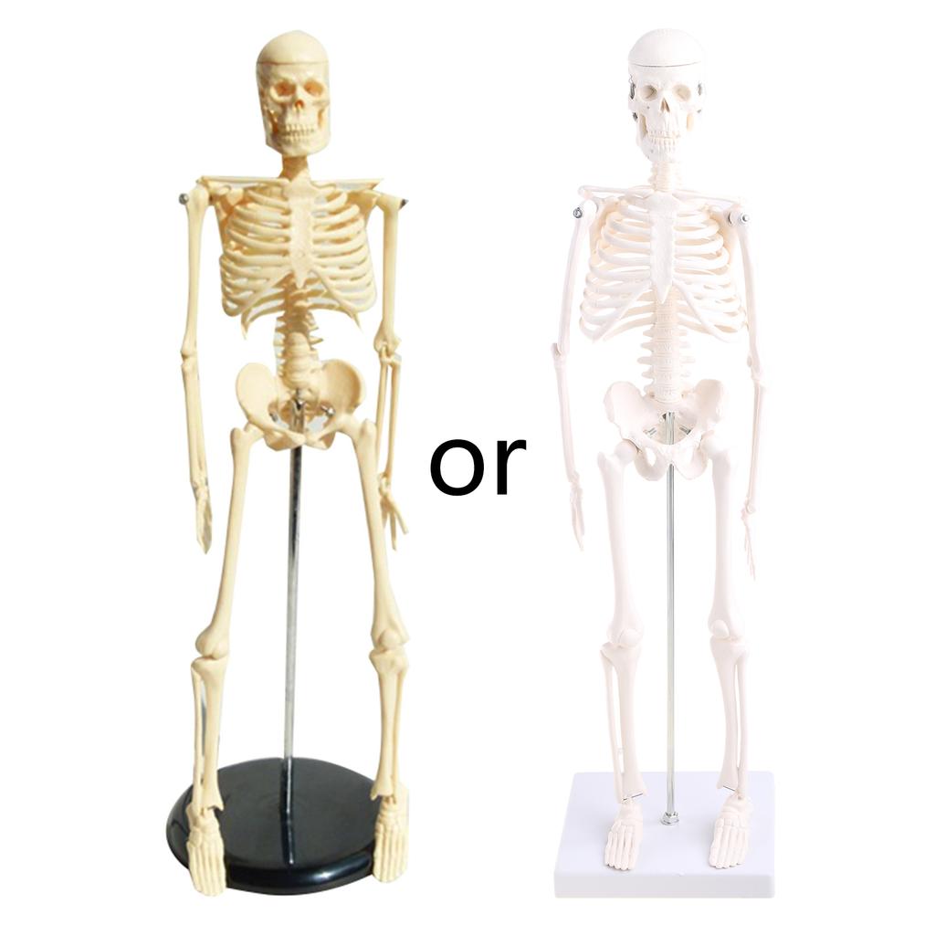Mini Medizinisches Menschliches Skelett Modell mit Ständer Forschungsdetails Menschlicher Knochen für Medizinisches Anatomiestudium Ausstellung Studenten