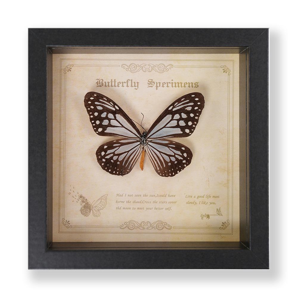 Green Banded Swallowtail Butterfly Specimen Decorative Painting - Real Insect for Display