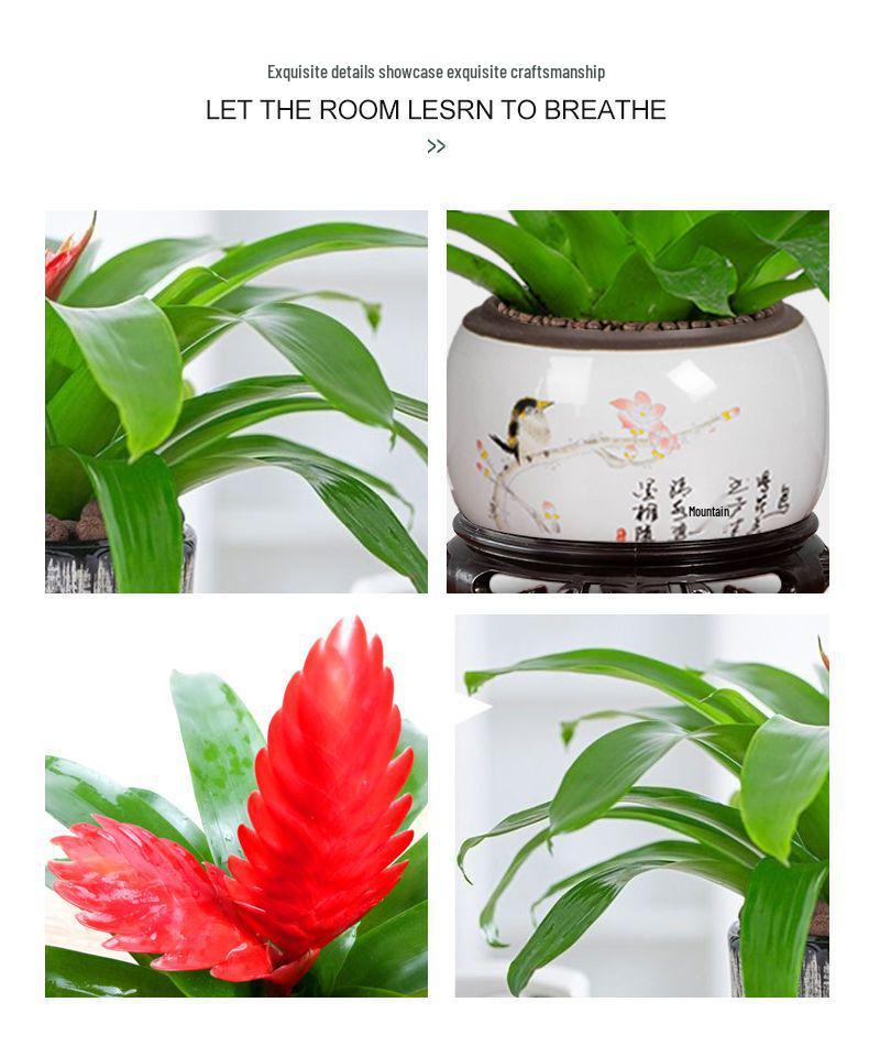 Jade Fan: Indoor Easy-Care Green Plant for Wealth & Blooms