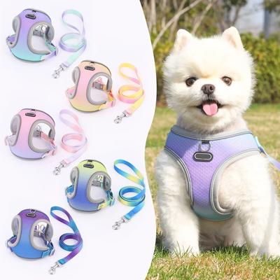 Perros – Collares y correas