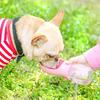 350ML 550ML Portable Pet Dog Water Bottle Travel Puppy Cat Drink Bowl Outdoor Outside Portable Pet Feeder Dispensador