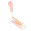 Arm Moving Model Anatomical Elbow Joint Motion Model Primary School Teaching Accessory