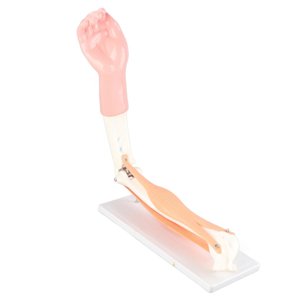 Arm Moving Model Anatomical Elbow Joint Motion Model Primary School Teaching Accessory
