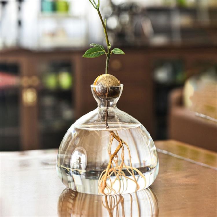 Klare Hochborosilikatglas Avocado Anzuchtvase Hydroponische Blumenvase Pflanzenbehälter Wachstumsvase Geschenk