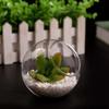 Transparent Slanted Glass Vase for Succulents and Hydroponic Flowers