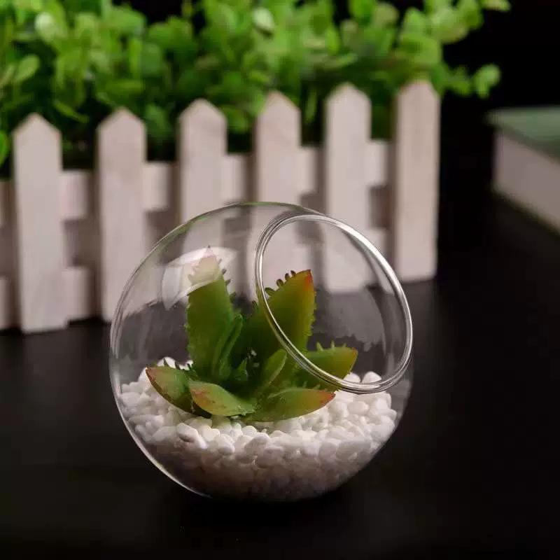 Transparent Slanted Glass Vase for Succulents and Hydroponic Flowers