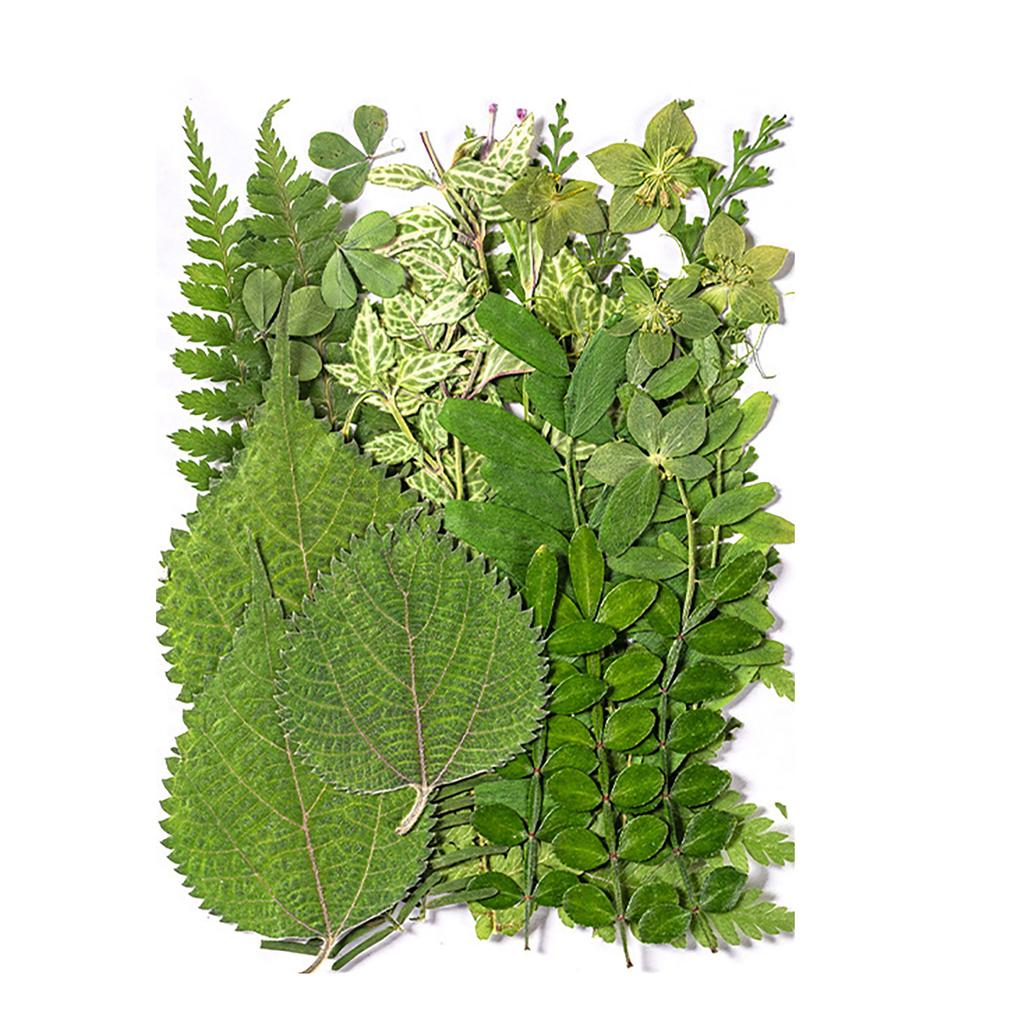 Pressed Dried Leaves Plant for Resin Molds Natural Pressed Dried Leaves For Scrapbooking Soap Candle Jewelry Making