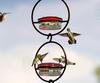 Hummingbird Feeder, Beautiful Hanging Bird Feeder with Circular Metal Frame and Metal Bottle. Hummingbird Feeder
