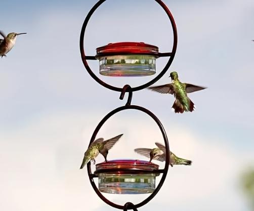 Hummingbird Feeder, Beautiful Hanging Bird Feeder with Circular Metal Frame and Metal Bottle. Hummingbird Feeder