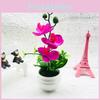 Decorative Potted Phalaenopsis Plant For Living Room Decor And Gift Display
