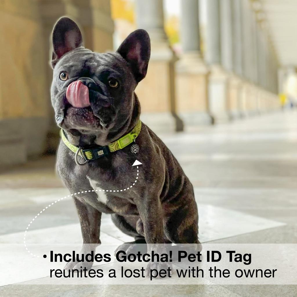 ROOKCRAN Max Molly Medium Collar with Kiwi Stylish and Cute for 115858 & Design, Training, Pets,