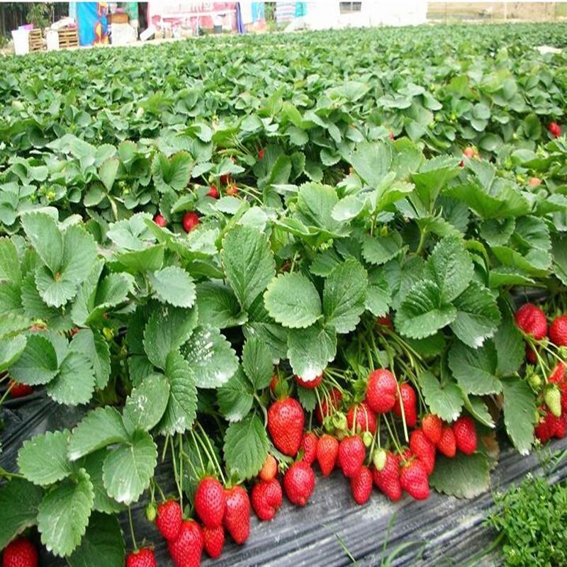 50 Stck Bergsteiger-Erdbeer-Bonsai-Pflanzen fr den Hausgarten mit  Erdbeeren, groen, kstlichen Frchten gnstig kaufen  Preis, kostenloser  Versand, echte Bewertungen mit Fotos  Joom