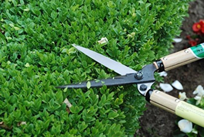 Okatsune Hedge Shears Type 55