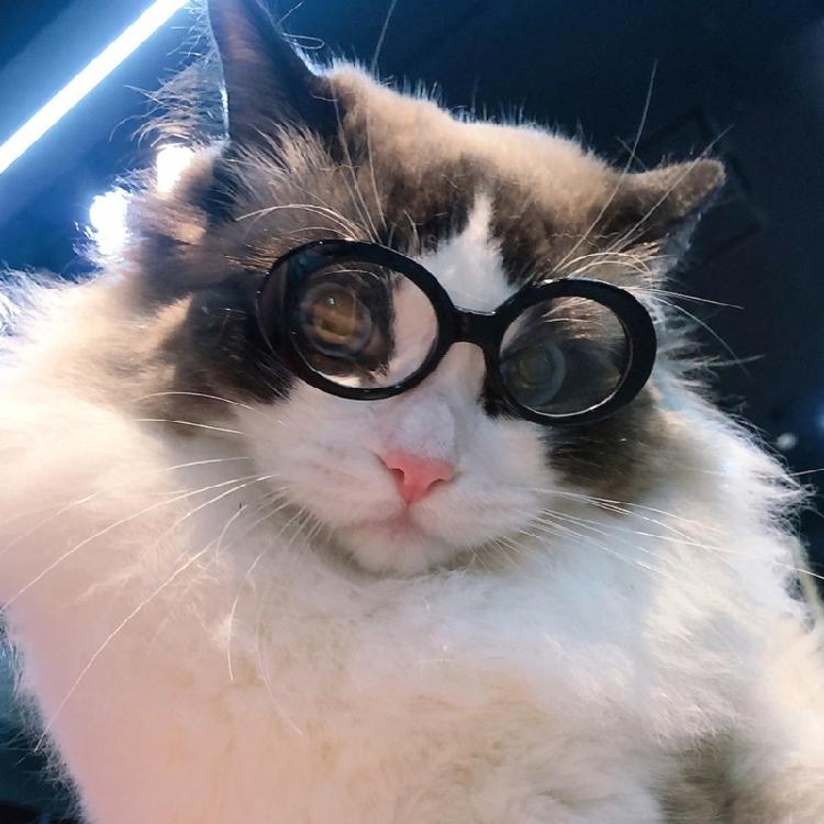 Pet Sunglasses Retro Dogs Round Sunglass Cosplays Accessory for Cats Small Dogs