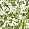10 Branches (Pcs) Gypsophila Baby Breath Artificial Flower Bouquet, Approx. 900 Beautiful White Flowers for Wedding Bridal Party Home Floral