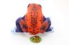 Taiyo Sangyo Boeki Wild Graphy Plush Strawberry Poison Dart Frog (S) SA018