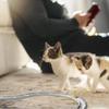 Wall-mounted interactive toy with rolling ball plastic self-play no battery required random colors for cats