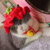 Autumn Winter Cat Hat Elastic Cute Refined Pet Hat Puppy Kittens Knitted Hat Party Photo Shoot Props Decoration Cat Accessories