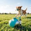 2-in-1 Dog Water Bottle, Portable Pet Water Bottle with Bowl, 10oz Stainless Steel Heart Dog Water Ball, Dog Water Dispenser for Small Dogs Puppies